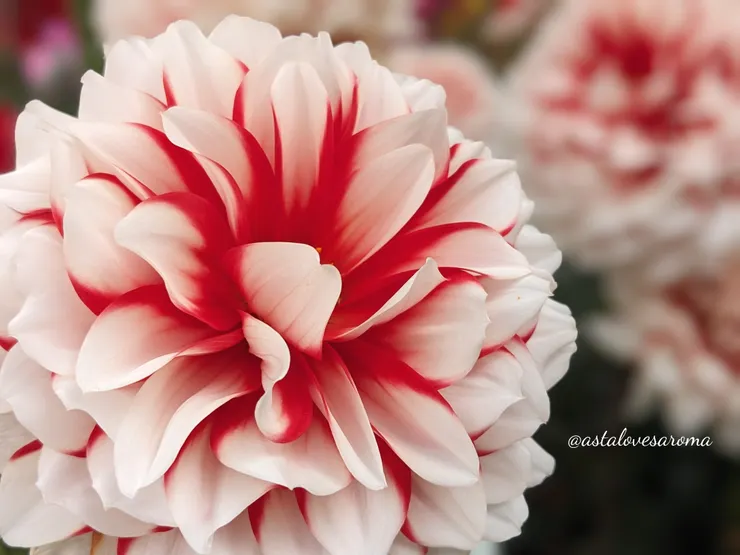 紅白大理花【蓮華之焰】