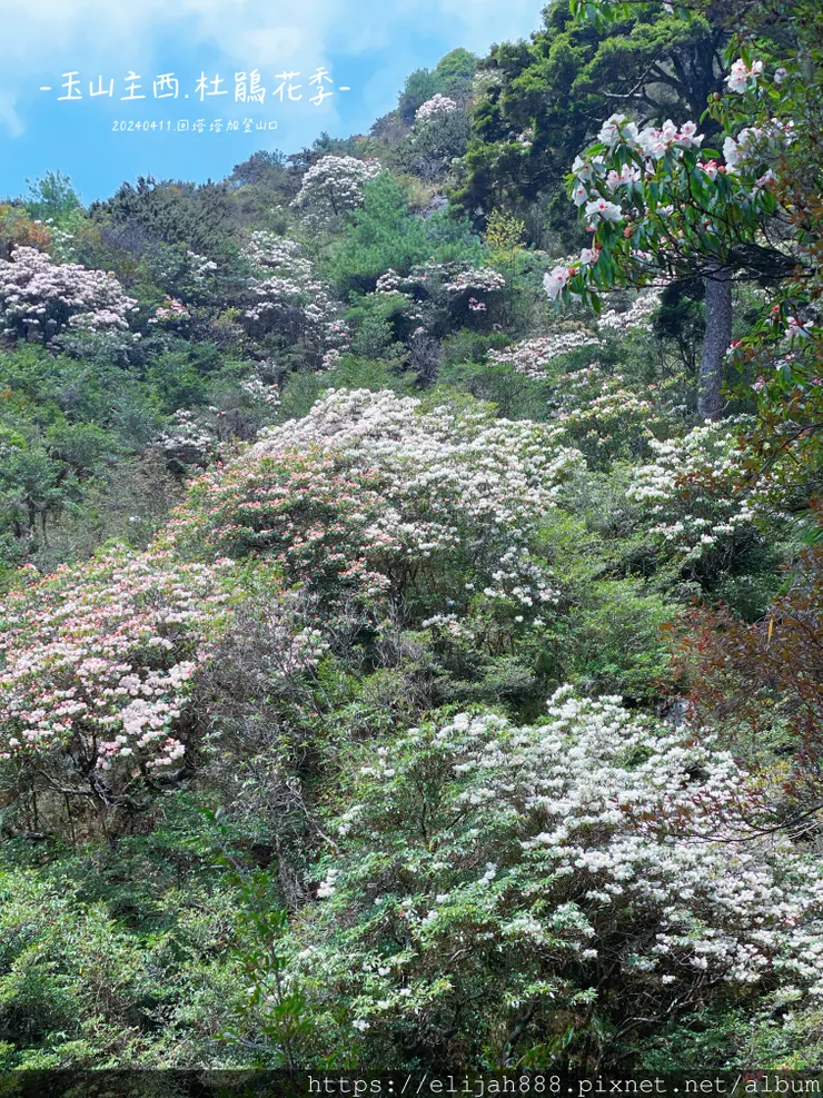 【玉山主峰西峰.兩天兩夜】冷到爆炸的玉山主峰賞雲海/一直走花