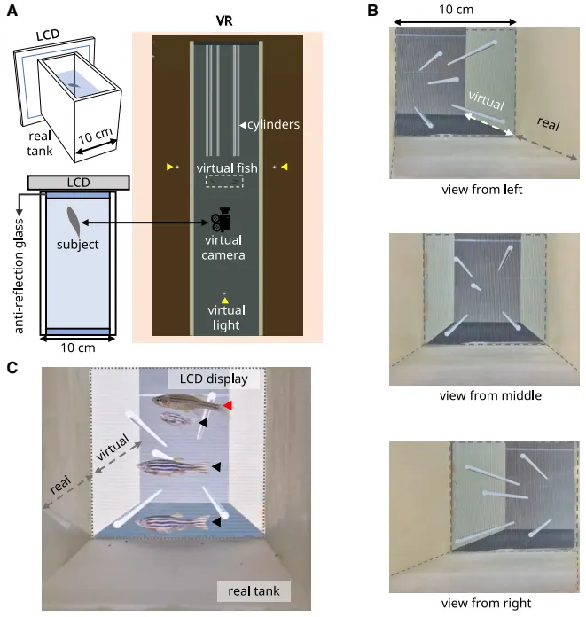 圖二：斑馬魚的虛擬實境配置 (Tsao et al. 2025)