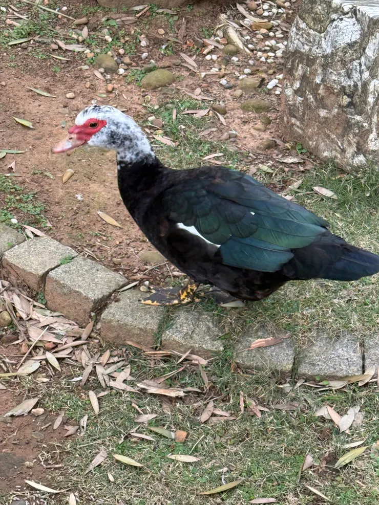 2026/02/11 散步遇到鴨子