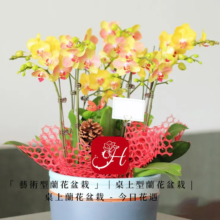 藝術型蘭花盆栽,桌上型蘭花盆栽,桌上蘭花盆栽 seo