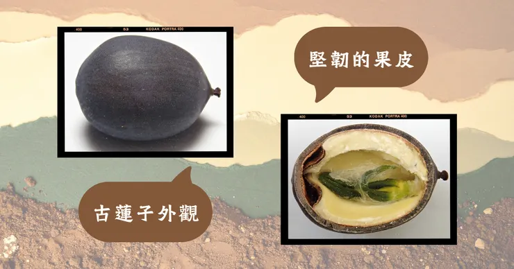 圖片來源