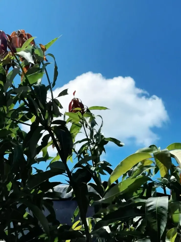 △ 很喜歡這張照片，讓我想起幼時在冷氣房閱讀《威斯利王國》的午後（攝於北海岸，2025.9.27）