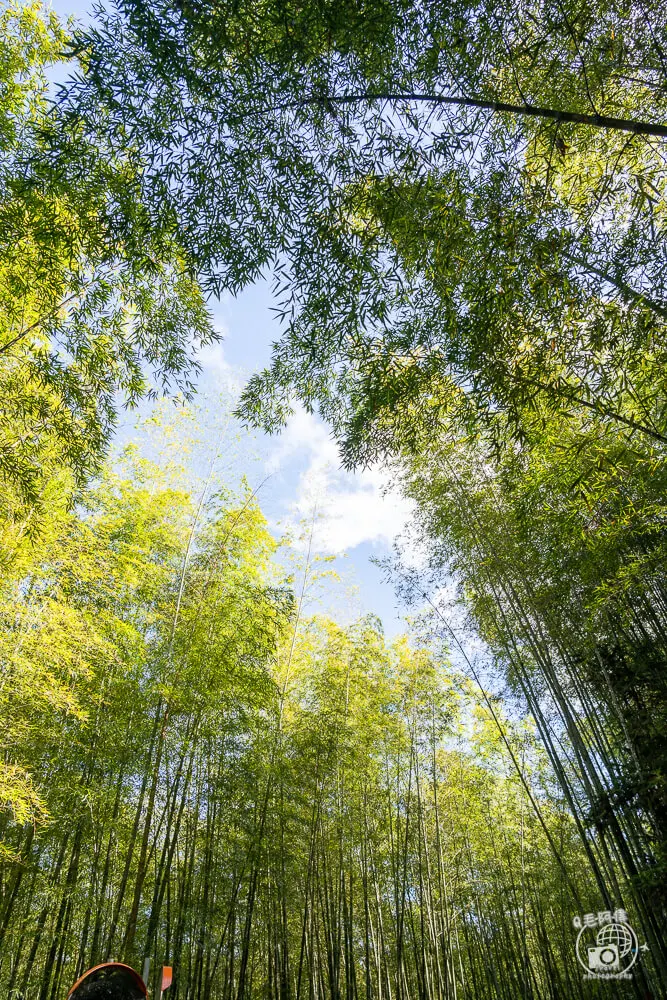 竹林茶席,瑞里茶席,瑞里茶葉,瑞里體驗,瑞里綠色隧道,綠色隧道,瑞里秘境,竹林小徑,瑞里竹林,阿里山秘境,瑞里景點,阿里山景點,嘉義景點,阿里山步道,瑞里步道