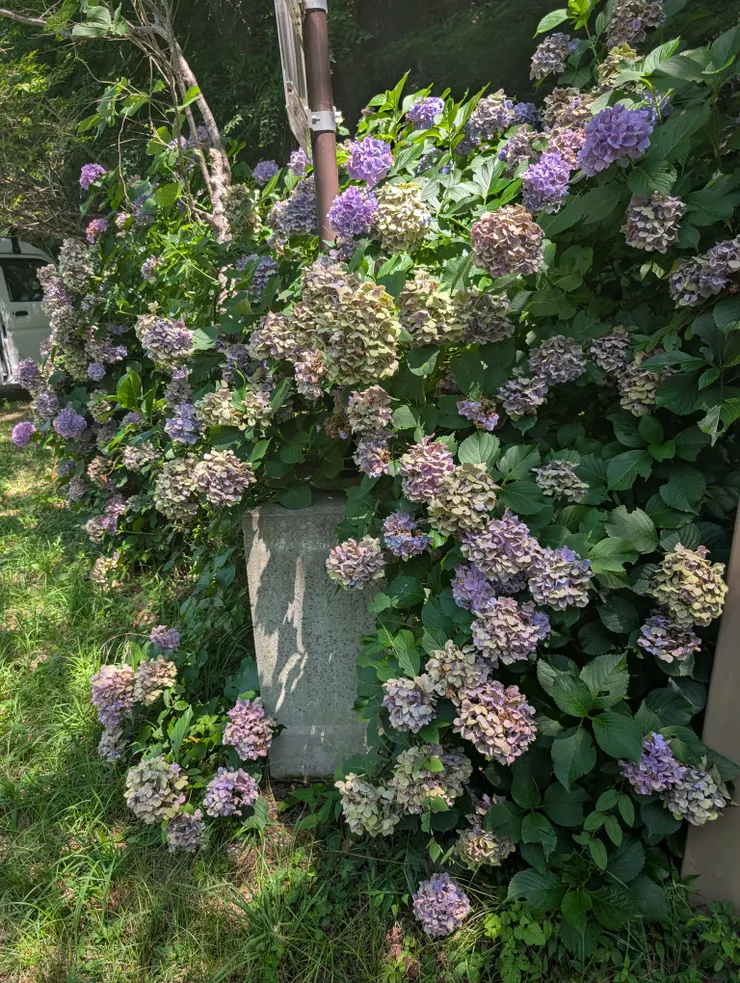 那時旁邊超級美的繡球花~~~