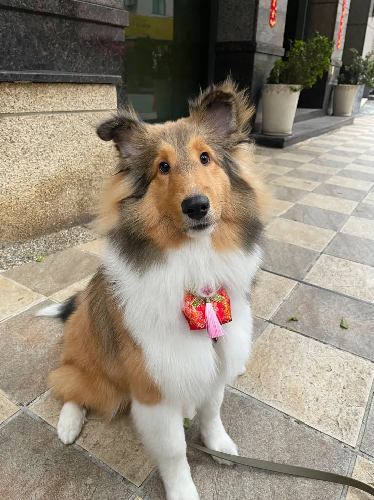 美容師姐姐送的新年荷包超可愛!