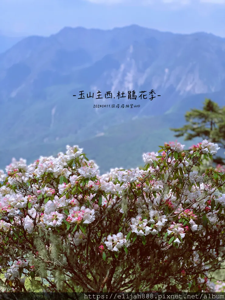 【玉山主峰西峰.兩天兩夜】冷到爆炸的玉山主峰賞雲海/一直走花