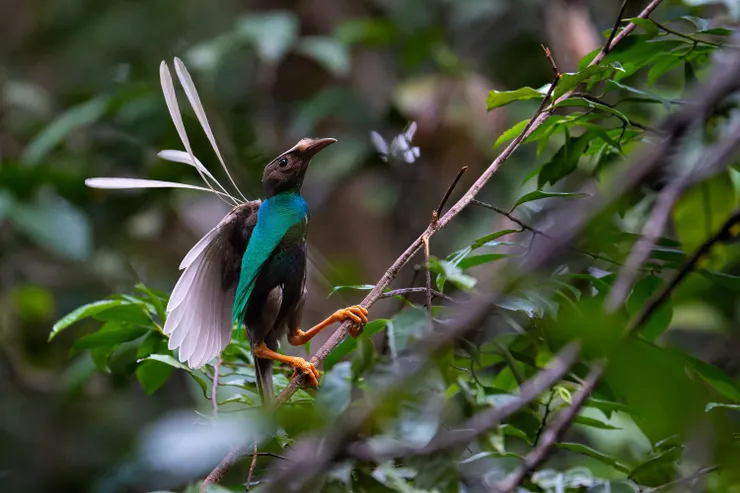 Photo taken by Boas Emmanuel