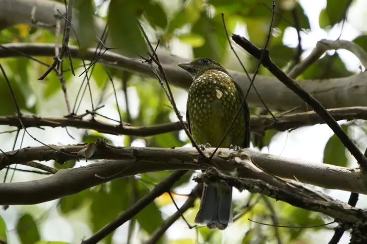 Green Catbird
