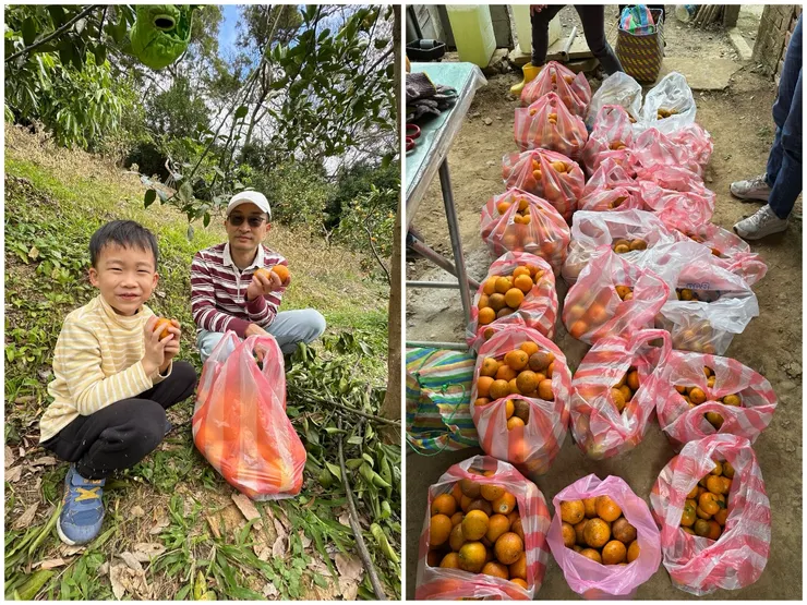 大豐收！！！共七個家庭去，一家三大袋，今年份的柑橘量已達標