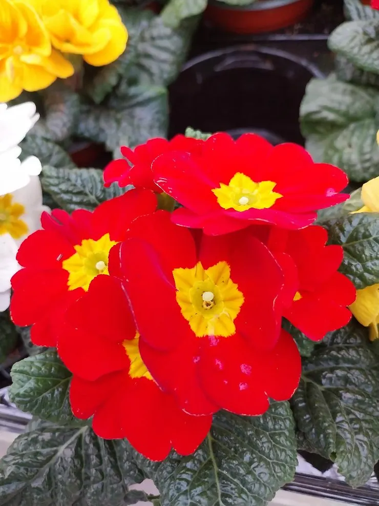 紅黃雙色報春花Primula malacoides