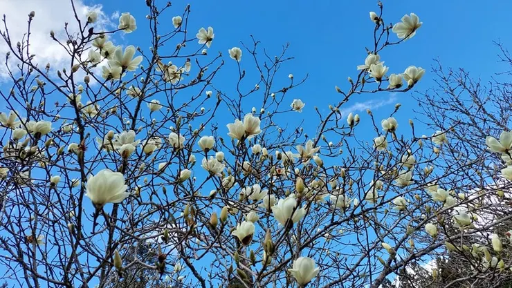 白色的辛夷，自古被稱為「玉蘭」，盛放時，一樹都是潔白的花，完全沒有葉子，宛若玉樹般瑩潔！