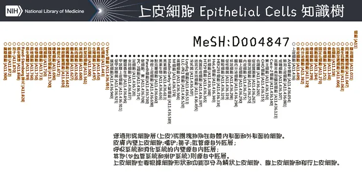 上皮細胞知識樹