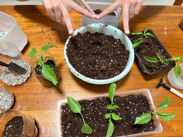 邀請女兒一起種到小盆中,順便做為暑假的親子課程。