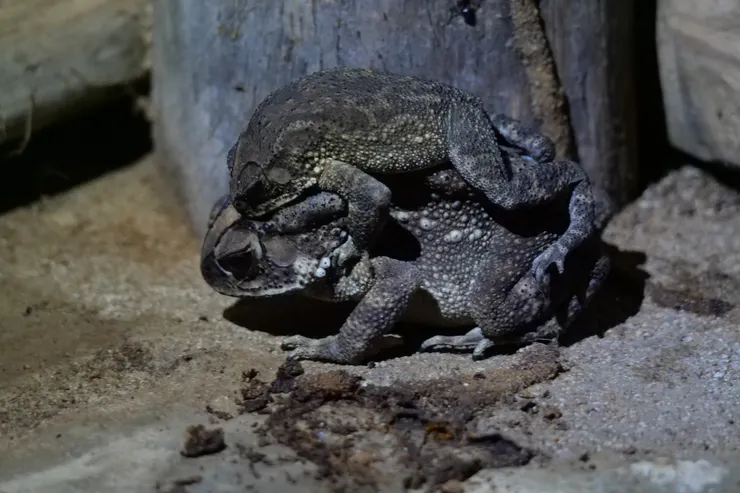 貓咪走後，終於成功結合