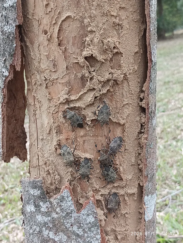 白蟻蛀食後的櫸木，我見表殼斑駁手剝開，黃斑黑蝽集聚