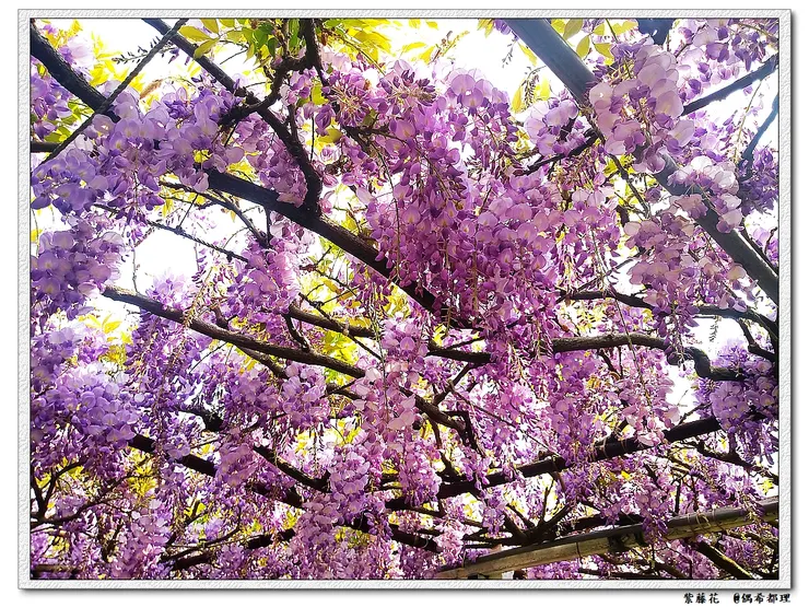 紫藤花