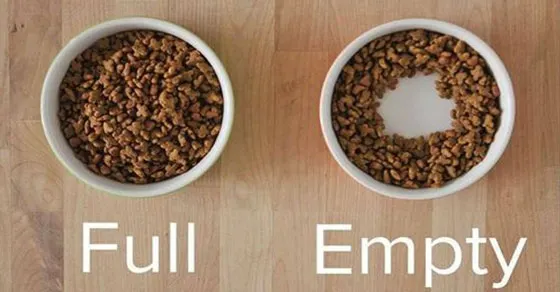 對於空碗的定義，貓和我們差很多