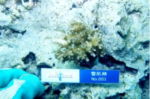 值得紀念的第一株珊瑚