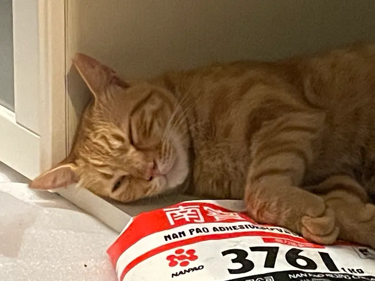 民宿小主人-小乖😅