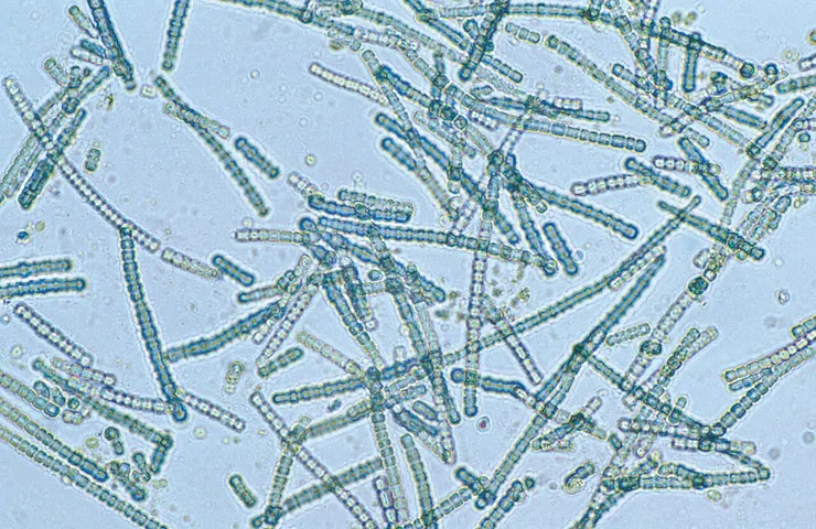 藍綠菌。By CSIRO, CC BY 3.0
