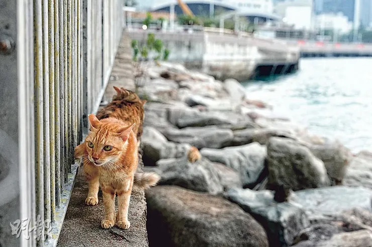 位於香港灣仔海旁的流浪貓。圖片來源：香港明報（賴俊傑攝）