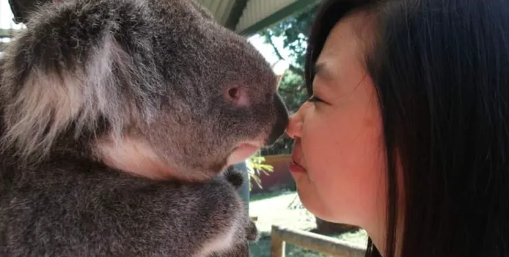 澳洲生活紀錄，和可愛的無尾熊互動。（圖/Rachel提供）