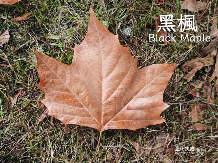 寬胖、三裂葉形