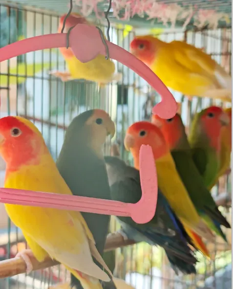 桃臉牡丹鸚鵡（變異品種）俗稱「桃面」、「情侶鸚鵡」