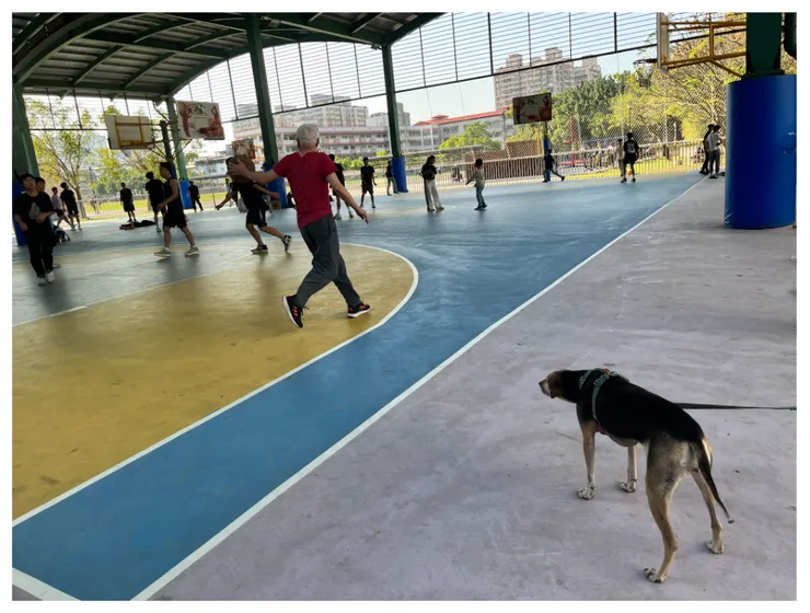 本來在旁邊安安靜靜,後來發現是我老爸在打籃球開始躁動