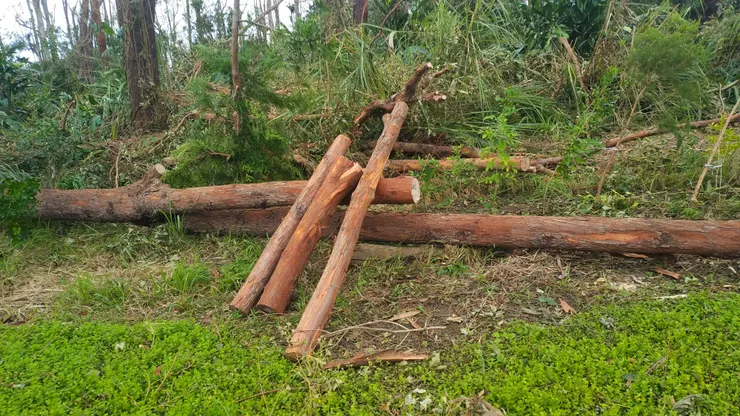 樹幹很粗，用手鋸要鋸很久