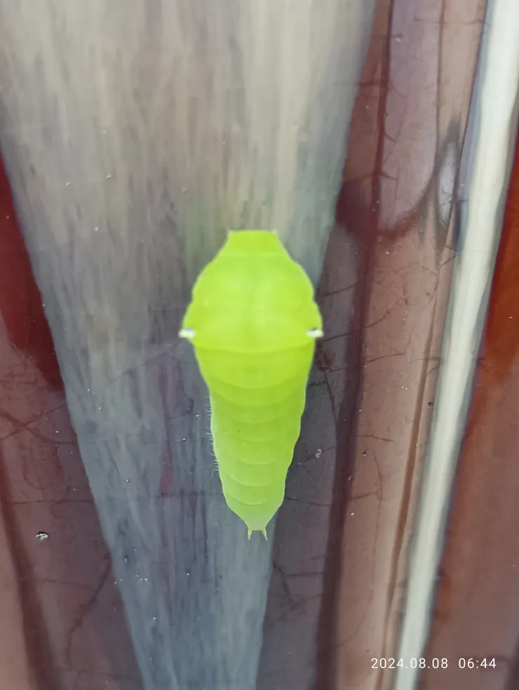 它還真玩起捉迷藏