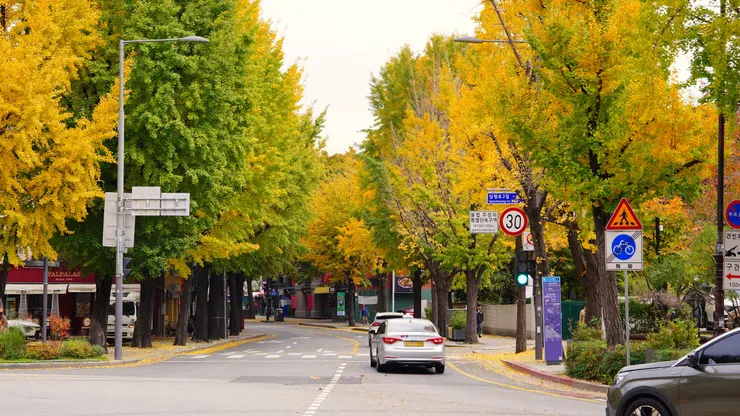 路標三清路二段，行道樹銀杏好美啊！