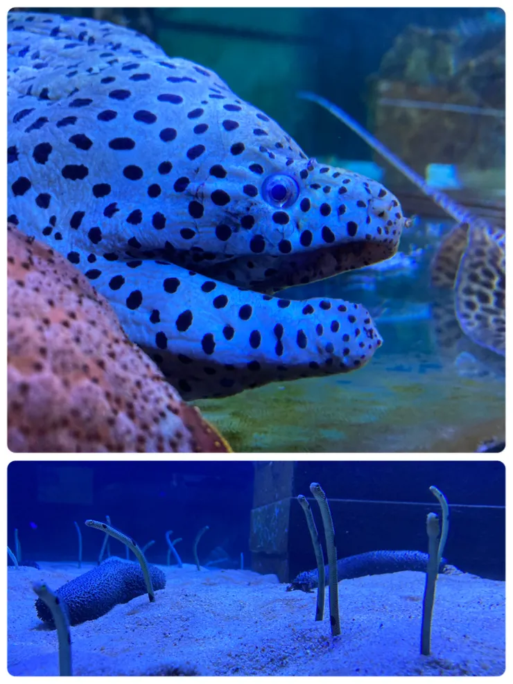 恐怖的鰻魚跟可愛的花園鰻！