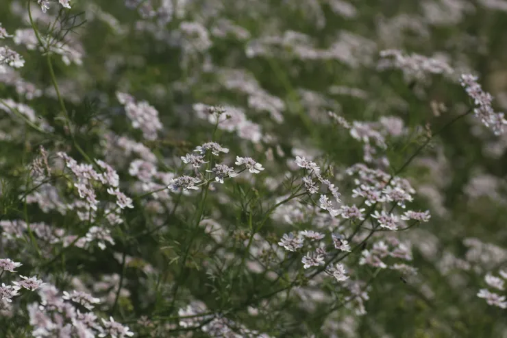 一整片芫荽花海乍看之下雖然有些蕪雜，但只要您願意蹲下身仔細觀看，就很難不被它吸引。
