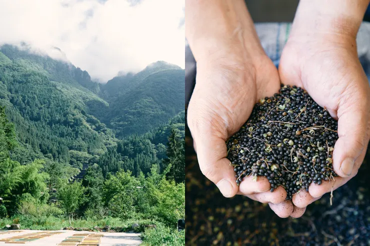 朵茉麗蔻研究團隊自500多種原料中，精選出關鍵成分「飛驒山椒種子精華」，能夠喚醒肌膚根本「活力」。 