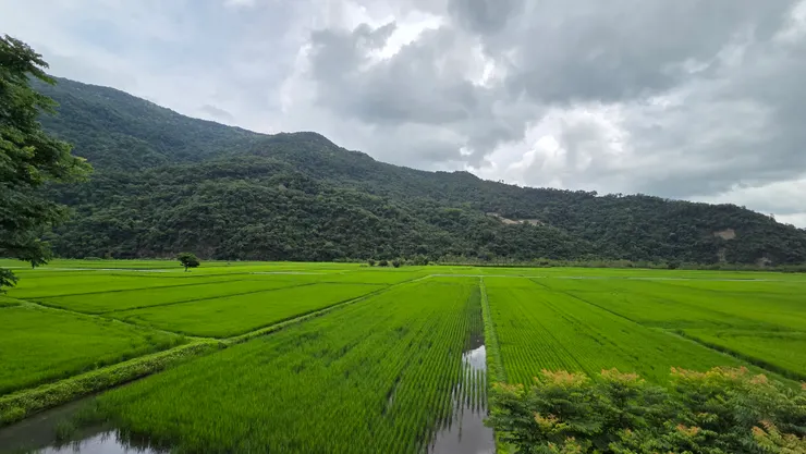 安田園風光觀景台