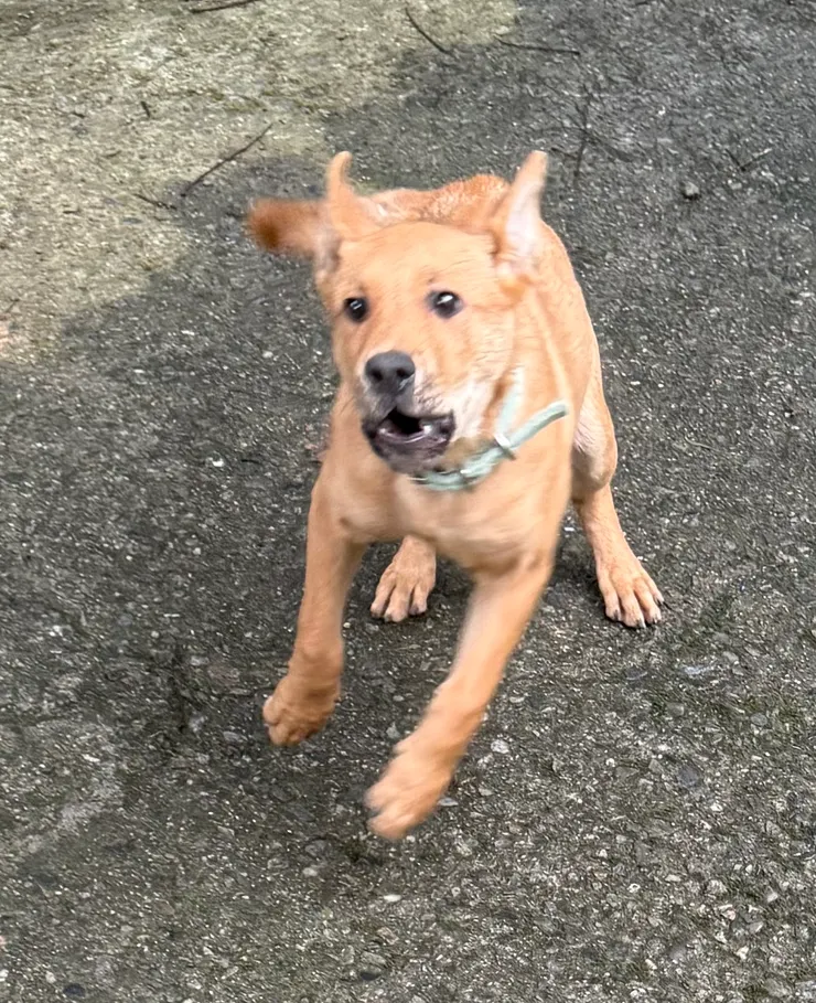 2025/12/31 很萌的狗