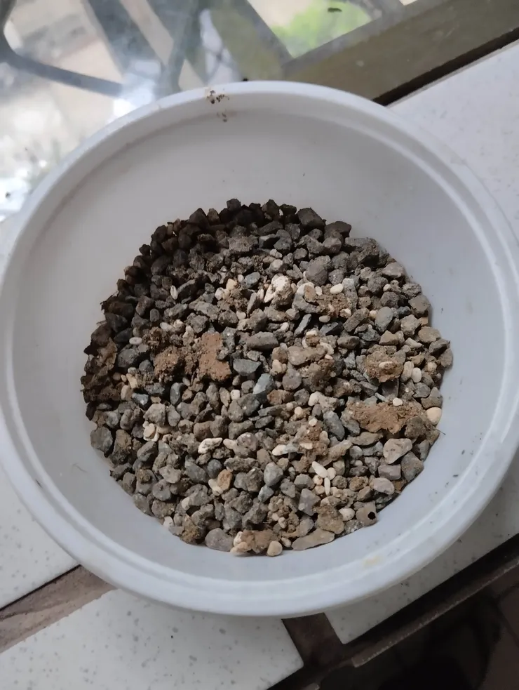 將上一盆壽終正寢桌上小盆栽的麥飯石回收再利用