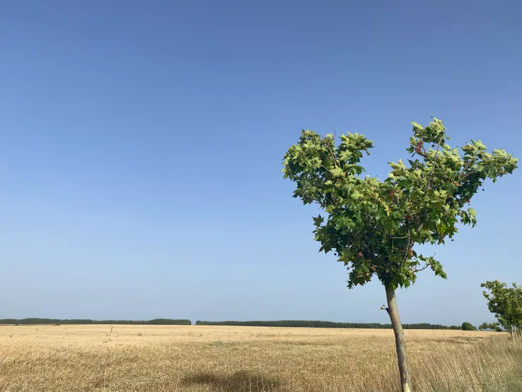 今天路途平緩，途經可愛的愛心樹。