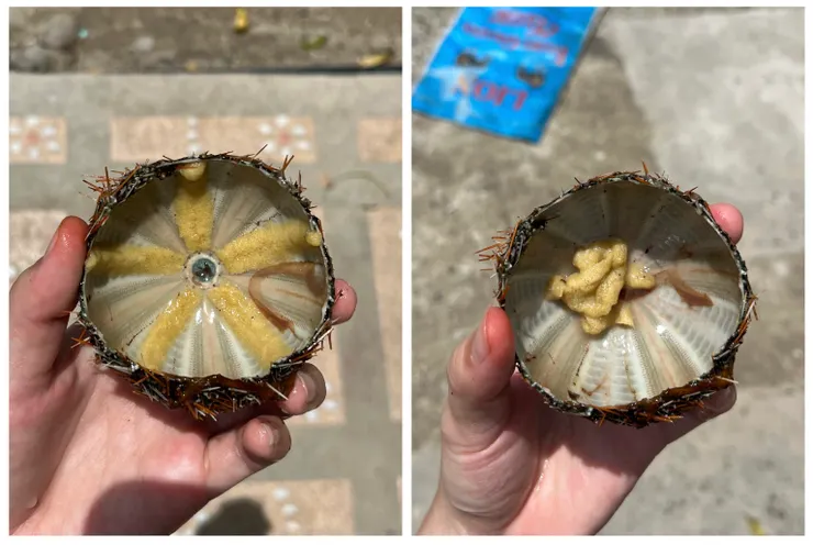 清洗過後的海膽與食用前的海膽