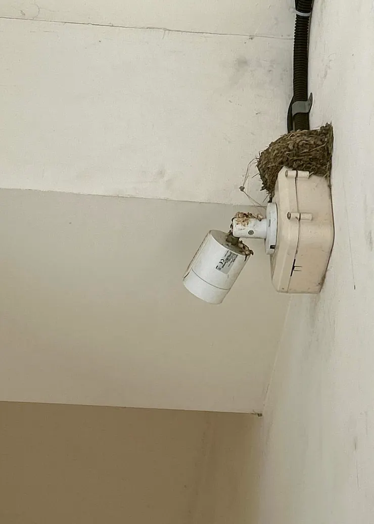 圖05 民宅屋簷下有很多家燕巢