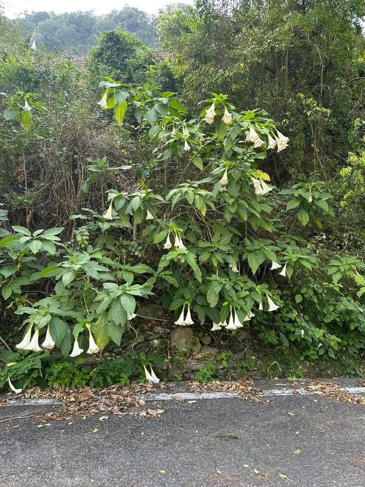 花朵像倒垂的放大版百合花，像嗎？