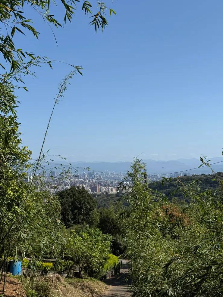 2026/03/15 竹林小路