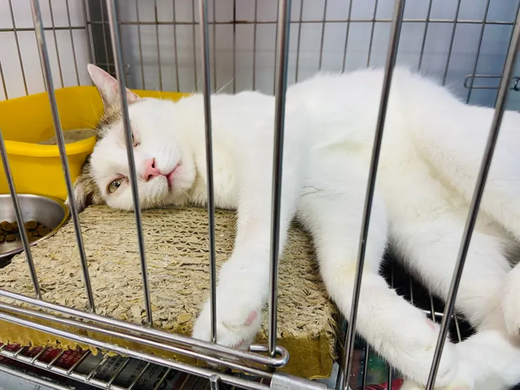 板橋動物之家｜被照顧很好的貓貓