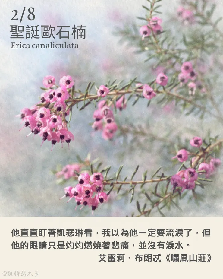 《一日一花・一句》｜2 月 8日｜聖誔歐石楠×艾蜜莉‧布朗忒《嘯風山莊》