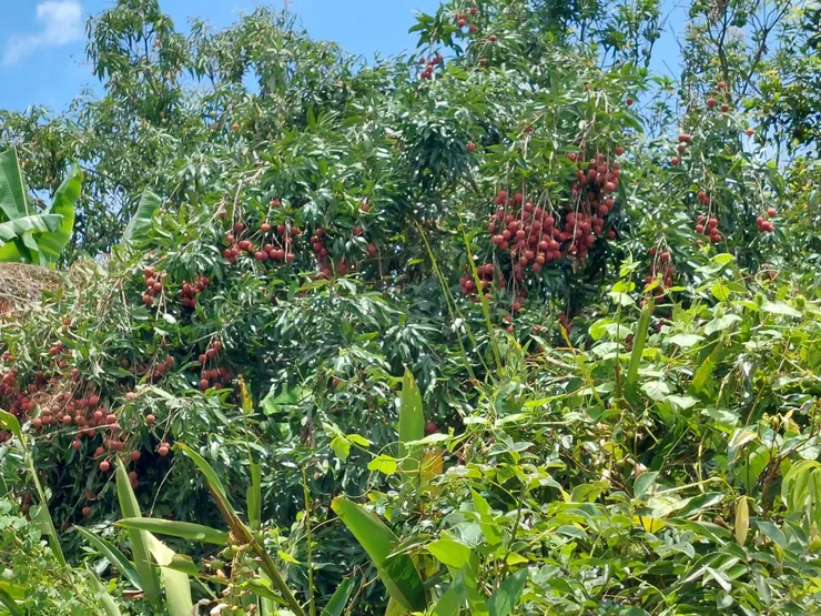 園子裡被各種雜木給淹沒的荔枝，不清理根本沒得吃