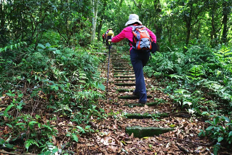▲拾級而上，綠樹成蔭，走起來十分舒爽。