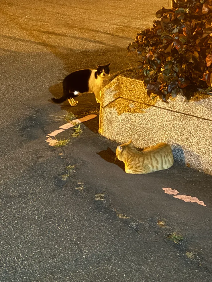 2025/12/12 吵架的貓，黑貓看到我就跑走