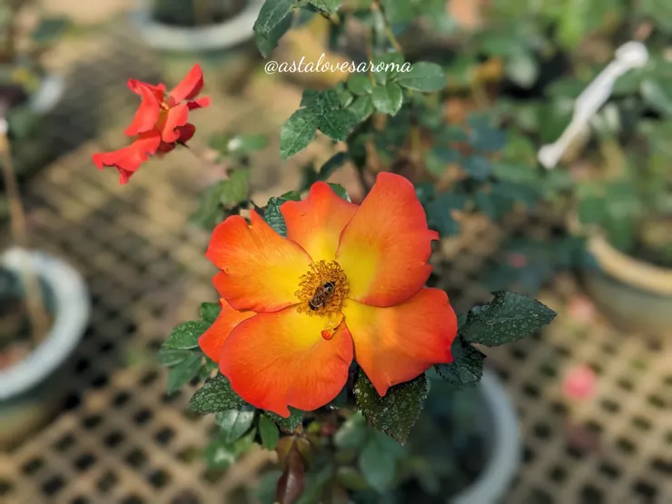  色彩亮麗的單瓣玫瑰【花花公子】